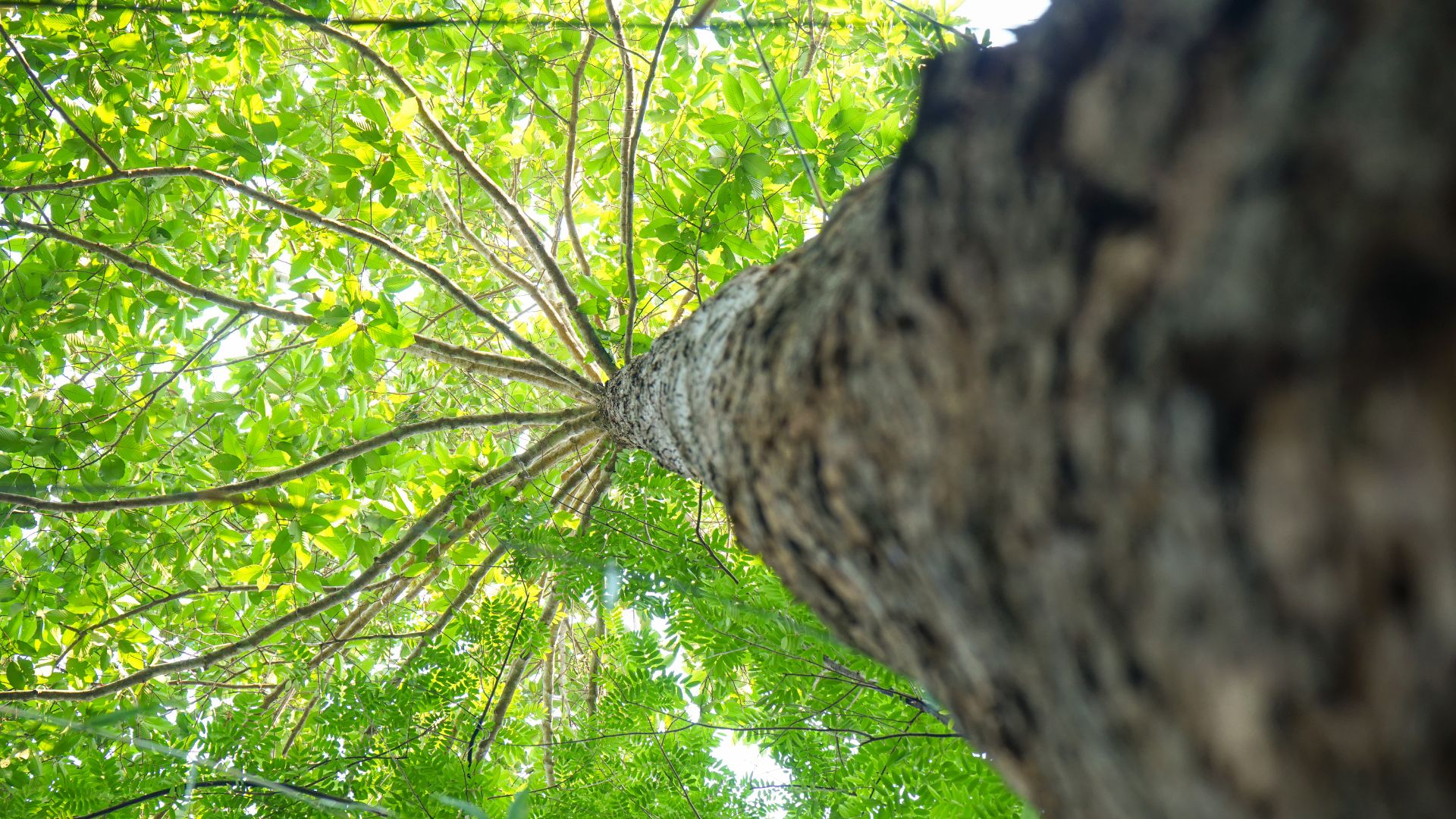 ต้นยางนา