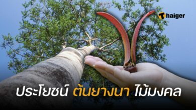 ต้นยางนา