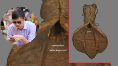 กระเพาะปลา ราคาหลักล้าน