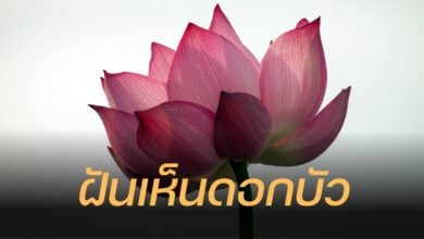 ฝันเห็นดอกบัว