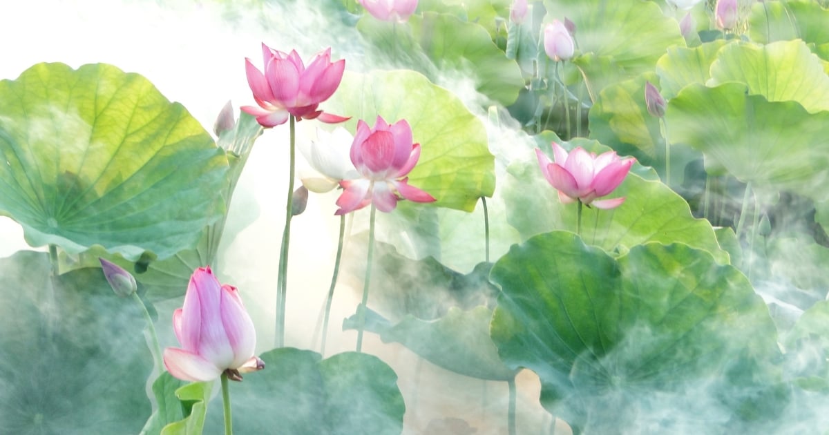 ฝันเห็นดอกบัวหลายดอก