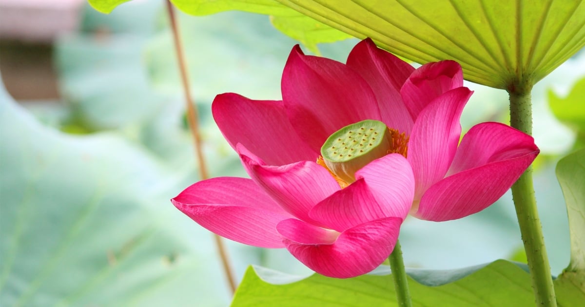 ฝันเห็นดอกบัว สีชมพู