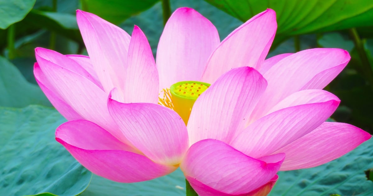 ฝันเห็นดอกบัวใหญ่