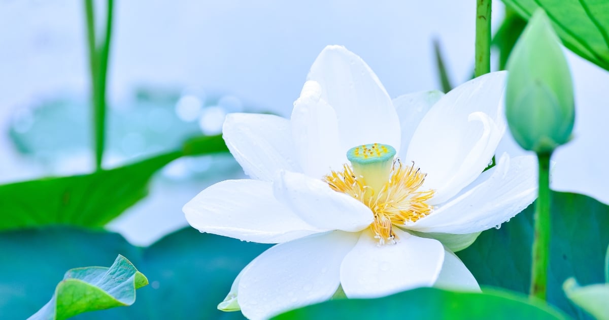 ฝันเห็นดอกบัว สีขาว