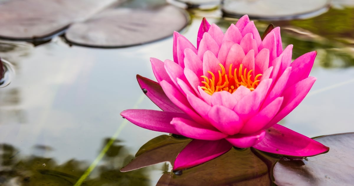 ฝันเห็นดอกบัวสีชมพูบาน