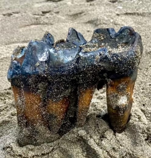 ฟันช้างโบราณ มาสโตดอน