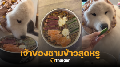 มะลิ หมาซามอยด์ TikTok