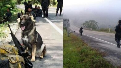 ยอสทาวน์ สุนัขทหารชายแดนใต้