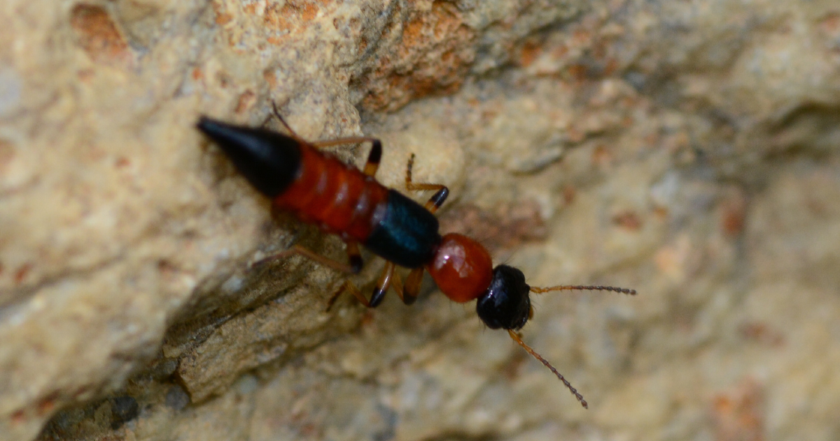 สัตว์อันตรายหน้าฝน