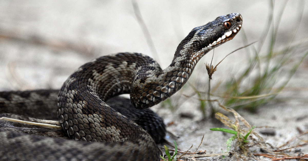 สัตว์อันตรายหน้าฝน งู