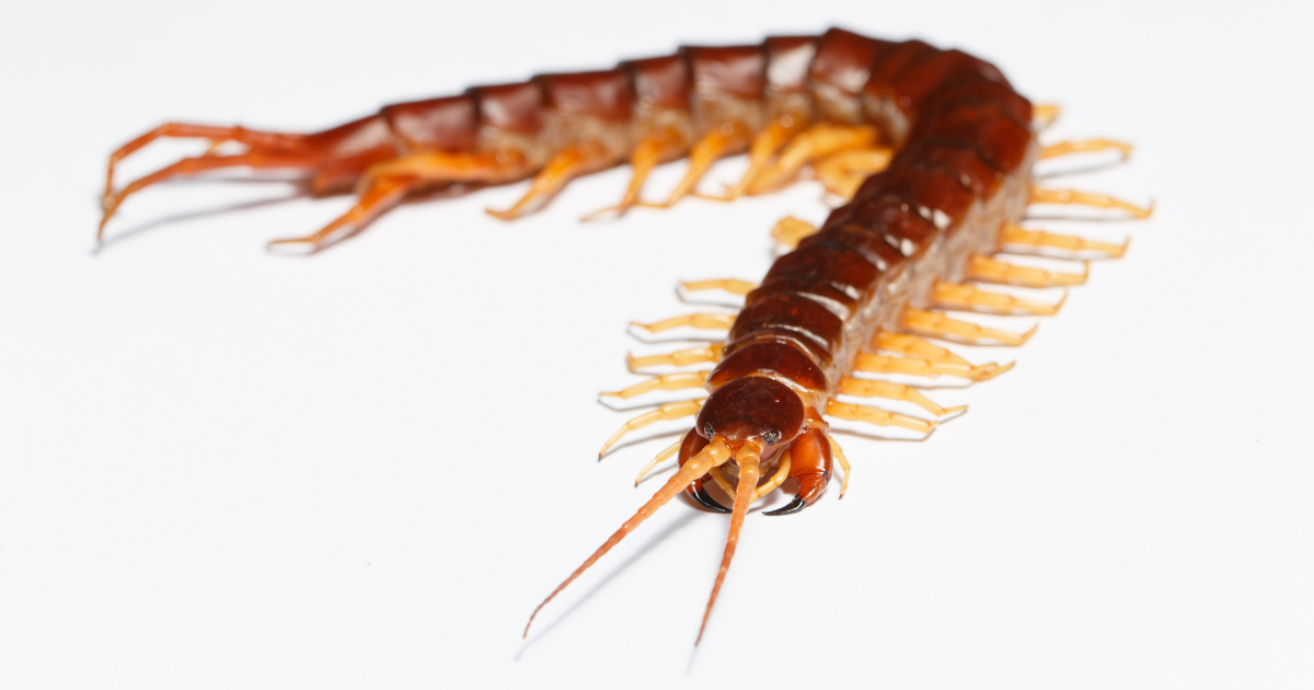 สัตว์อันตราย หน้าฝน ตะขาบ