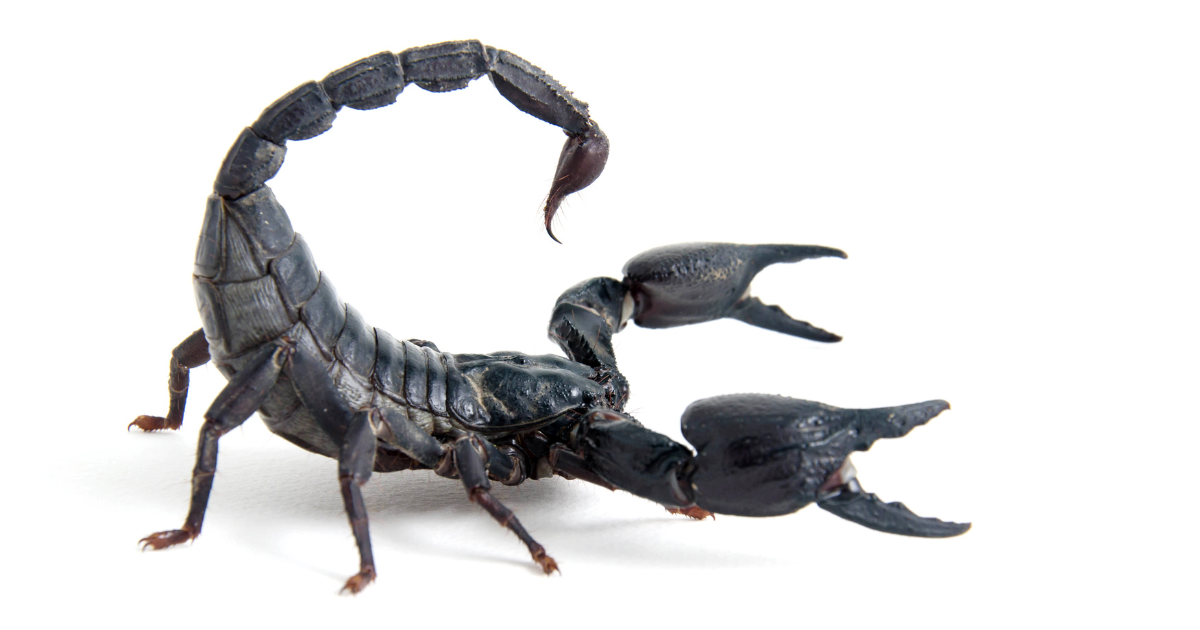 สัตว์อันตราย หน้าฝน