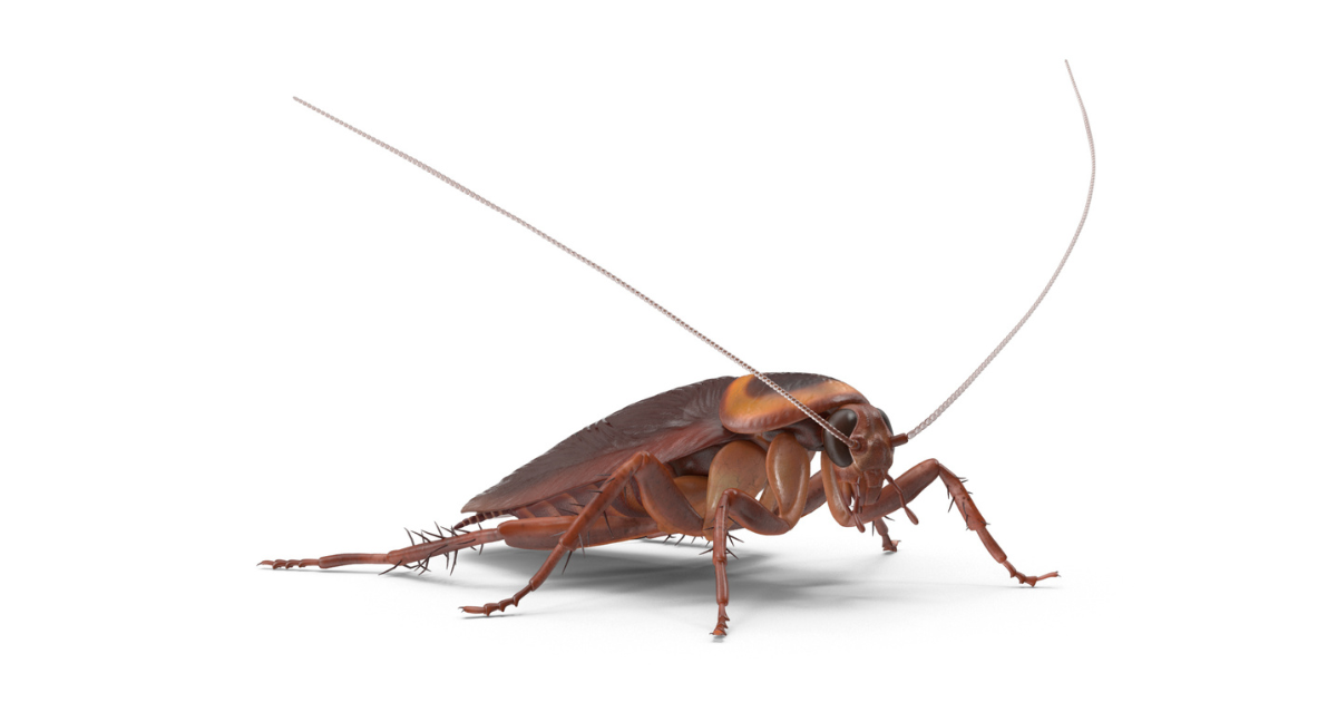 สัตว์อันตรายหน้าฝน