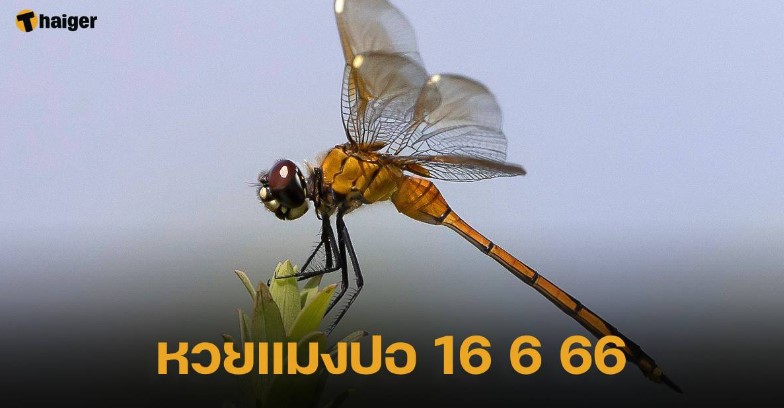 หวยแมงปอ 16 6 66