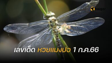 เลขเด็ด หวยแมงปอ 1 7 66