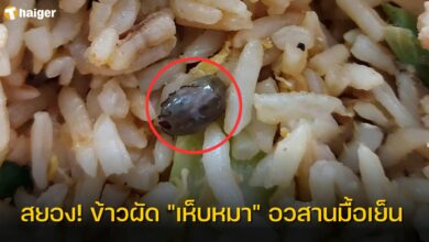 ข้าวผัด เห็บหมา