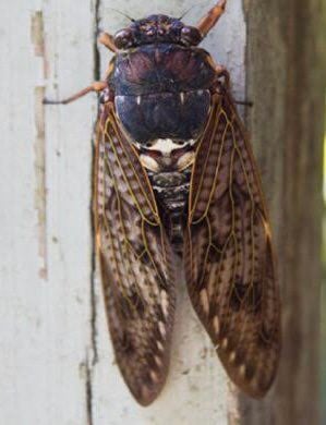 จักจั่นยักษ์