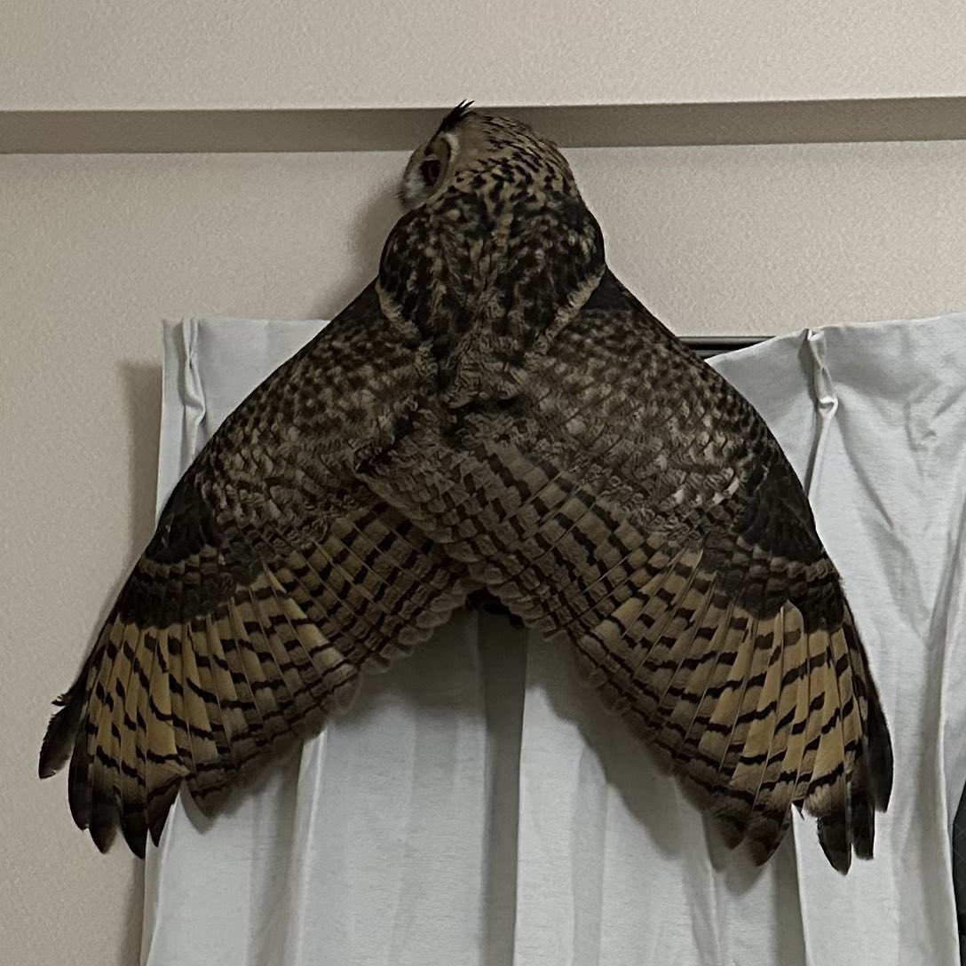 จักจั่นยักษ์