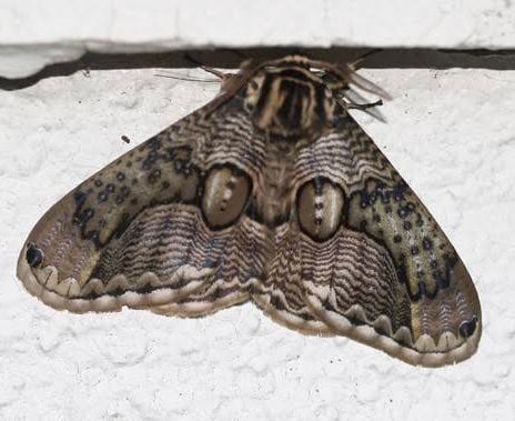 จักจั่นยักษ์