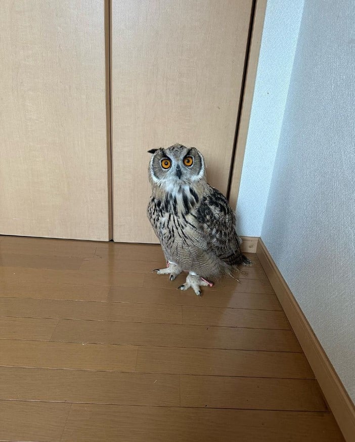 จักจั่นยักษ์