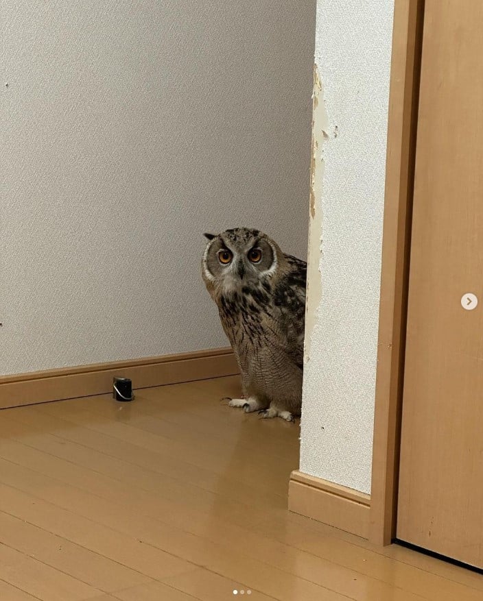 จักจั่นยักษ์