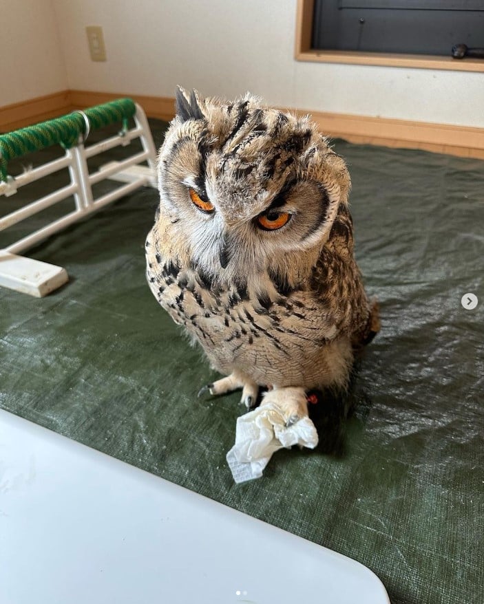 จักจั่นยักษ์