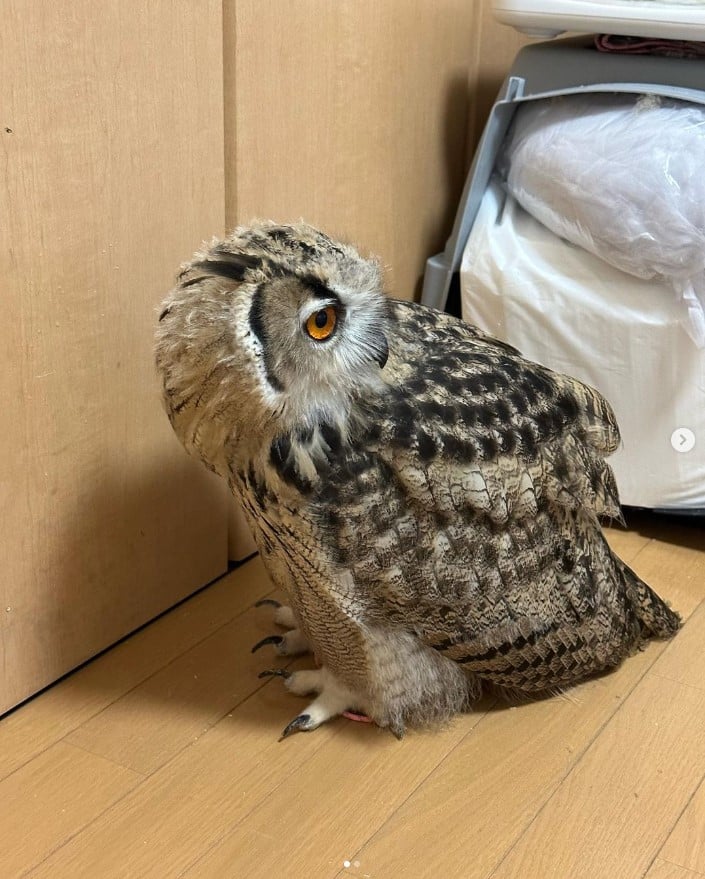 จักจั่นยักษ์