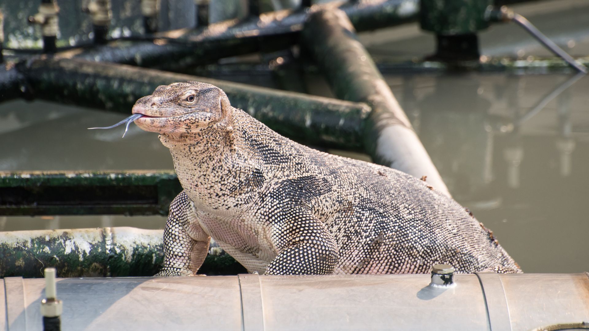 ตัวเงินตัวทองเข้าบ้าน