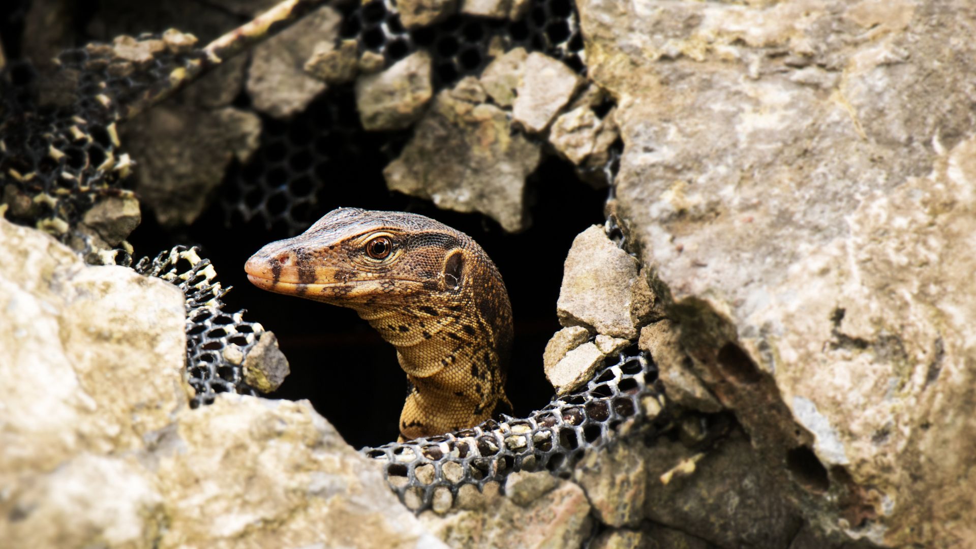 ตัวเงินตัวทองเข้าบ้าน