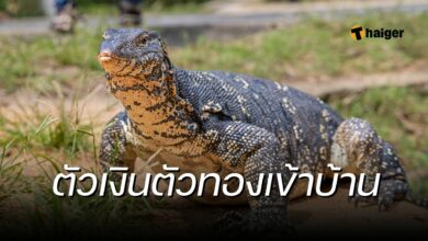 ตัวเงินตัวทองเข้าบ้าน