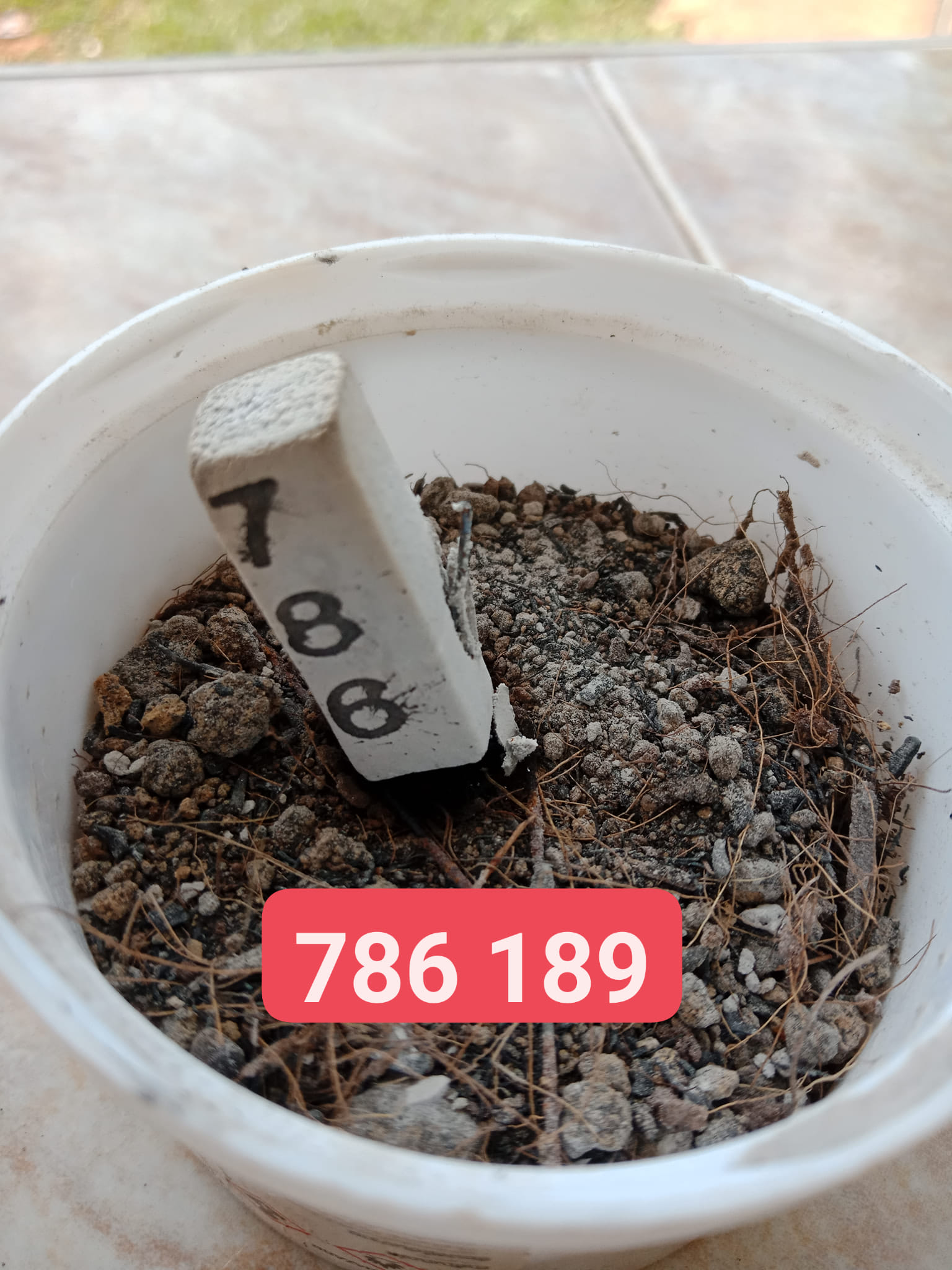 ธูปไอ้ไข่วัดเจดีย์ หวยงวดนี้ 16 7 66 เจ้าแม่ Cherry