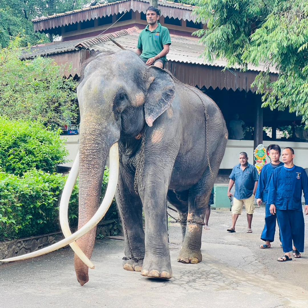 ประวัติ 'ช้างพลายศักดิ์สุรินทร์' 2566