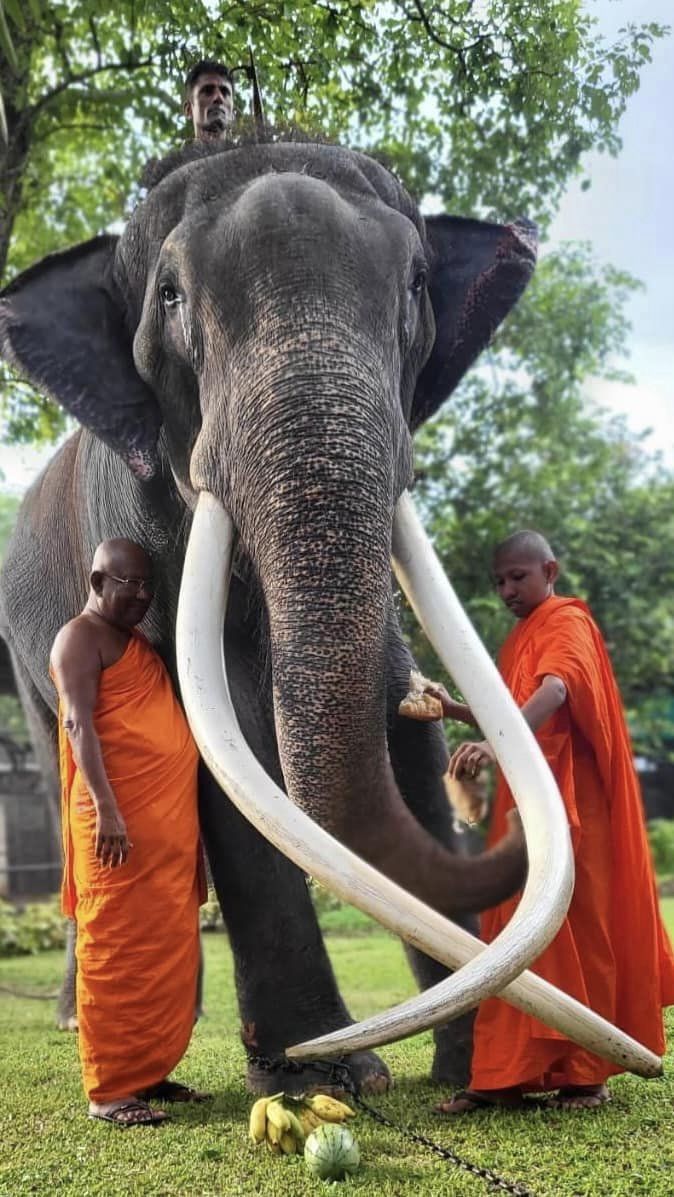 พลายศักดิ์สุรินทร์ รูป