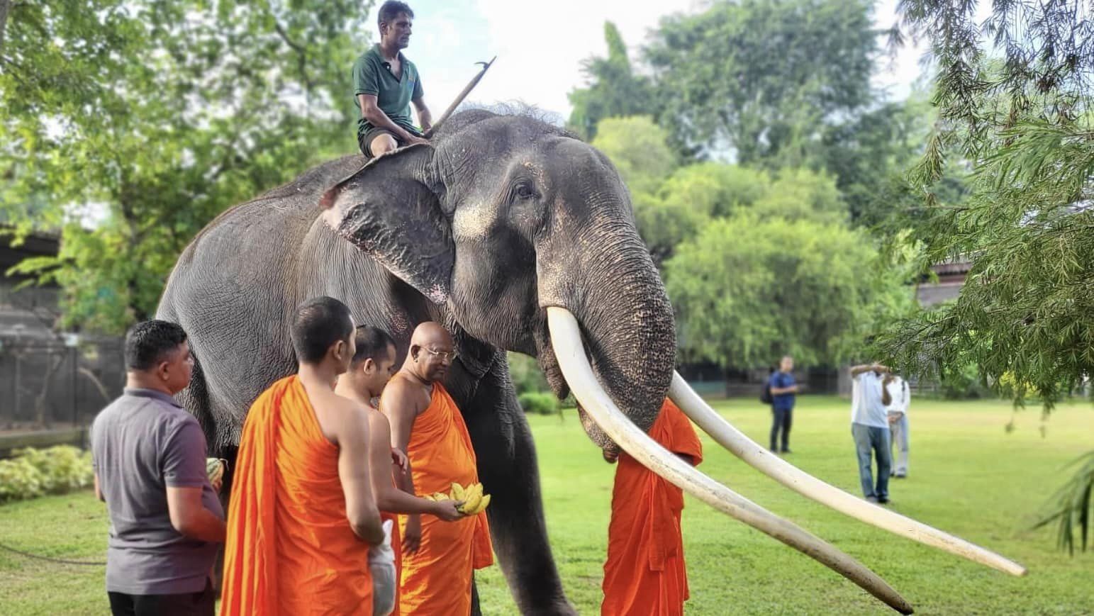 พลายศักดิ์สุรินทร์ ศรีลังกา