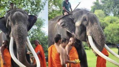 พลายศักดิ์สุรินทร์ เจ้าของ