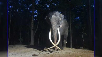 พลายศักดิ์สุรินทร์ไปศรีลังกาทำไม