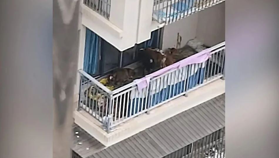 รูป เลี้ยงวัว 7 ตัว บนระเบียง