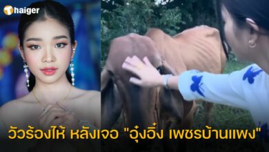 วัวร้องไห้ หลังเจอ "อุ๋งอิ๋ง เพชรบ้านแพง"