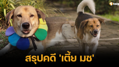สรุปคดี 'พี่เตี้ย มช' คือ