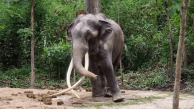 พลายศักดิ์สุรินทร์ ส่งกลับศรีลังกา