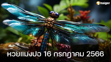 หวยแมงปอ 16 กรกฎาคม 2566