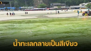 เกาะล้าน น้ำทะเลสีเขียว