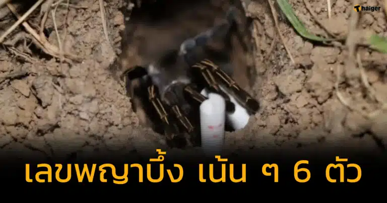 รวมเลขเด็ด พญาบึ้ง 31 7 66