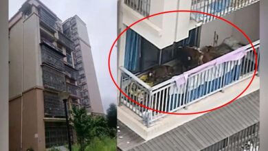 เลี้ยงวัวบนคอนโด