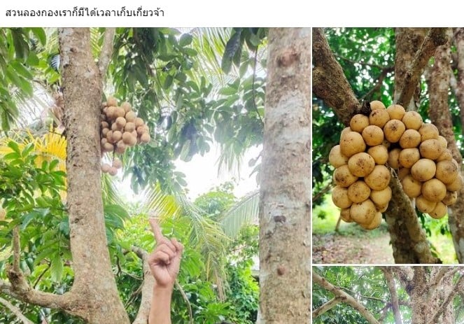 แม่ฟร้อง ศุภกิจ แฟนเก่าเอ้ชุติมา ทำงานอะไร