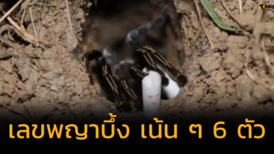 แจกเลขเด็ด "เลขพญาบึ้ง" หกหลักเน้น ๆ ลุ้นรางวัลใหญ่งวด 31 ก.ค. 66
