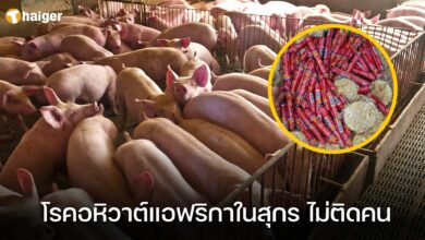 โรคอหิวาต์แอฟริกาในสุกร ไม่ติดคน