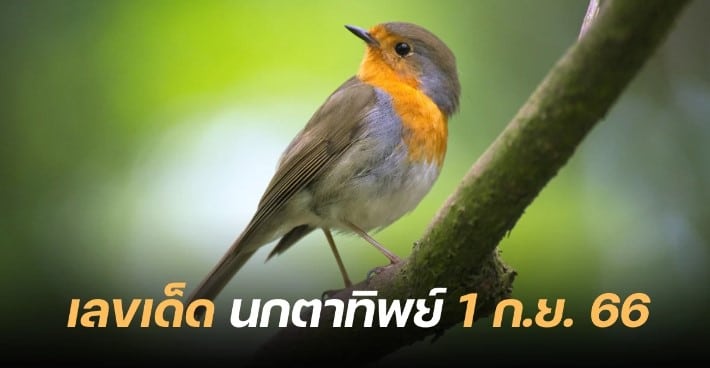 นกตาทิพย์ 1 9 66