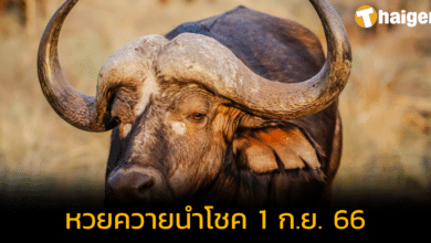 'หวยควายนำโชค' อยากรวยให้พญาควายช่วย แนวทางหวย งวด 1 ก.ย. 66