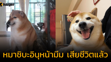 'น้องบอลบอล' หมาชิบะอินุ เจ้าของ Cheems Meme เสียชีวิตแล้ว